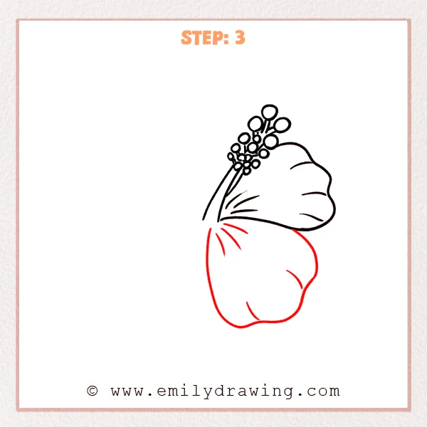 how to draw a hawaiian flower - Step 3 of how to draw a hawaiian flower—a second large lower petal is added beneath the first, with a couple fold lines and short radiating lines near the center.